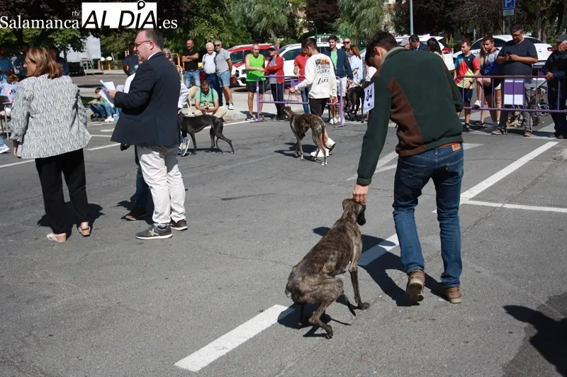 El I Concurso Morfológico de galgo español 'Ciudad de Peñaranda' tenía lugar este domingo de ferias