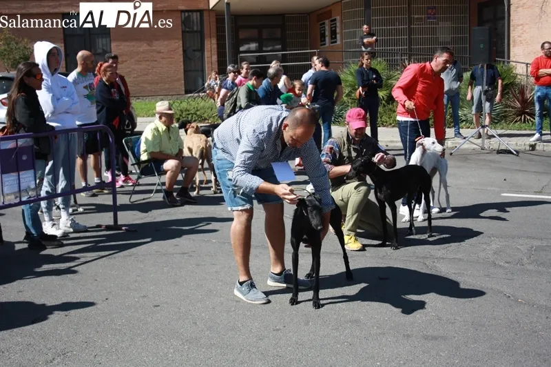 El I Concurso Morfológico de galgo español 'Ciudad de Peñaranda' tenía lugar este domingo de ferias
