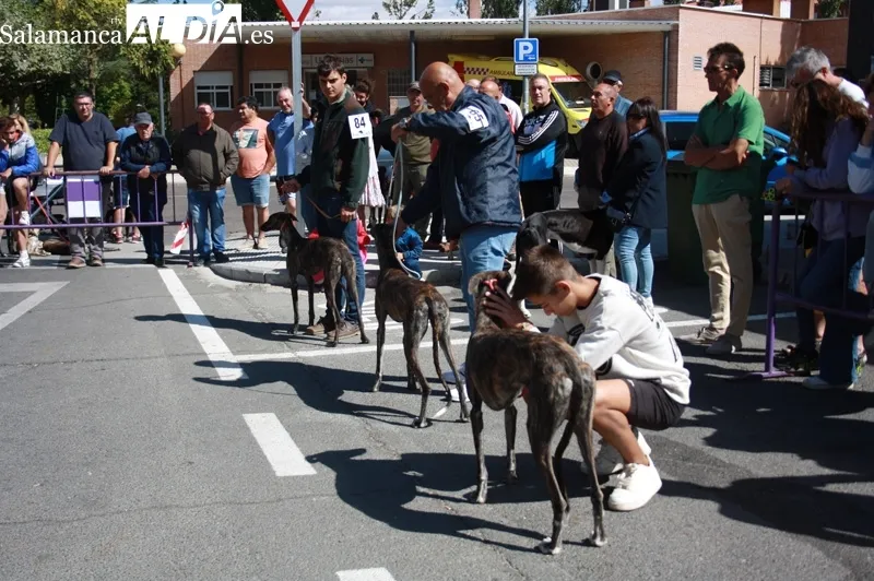 El I Concurso Morfológico de galgo español 'Ciudad de Peñaranda' tenía lugar este domingo de ferias