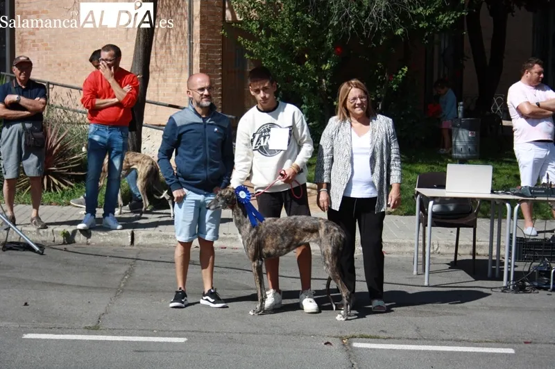 El I Concurso Morfológico de galgo español 'Ciudad de Peñaranda' tenía lugar este domingo de ferias