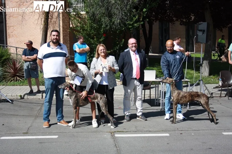 El I Concurso Morfológico de galgo español 'Ciudad de Peñaranda' tenía lugar este domingo de ferias