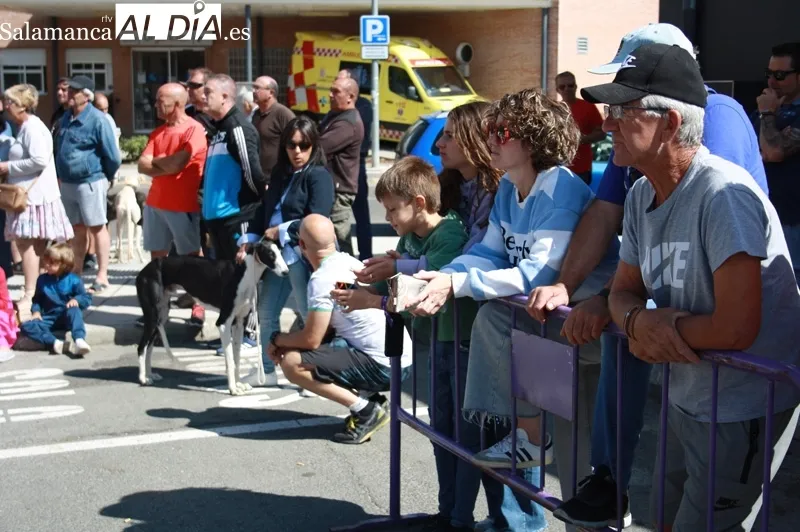 El I Concurso Morfológico de galgo español 'Ciudad de Peñaranda' tenía lugar este domingo de ferias
