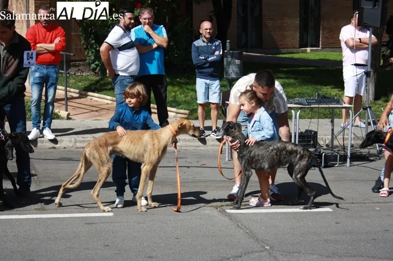 El I Concurso Morfológico de galgo español 'Ciudad de Peñaranda' tenía lugar este domingo de ferias