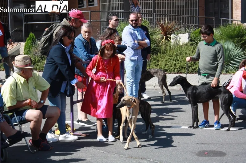El I Concurso Morfológico de galgo español 'Ciudad de Peñaranda' tenía lugar este domingo de ferias