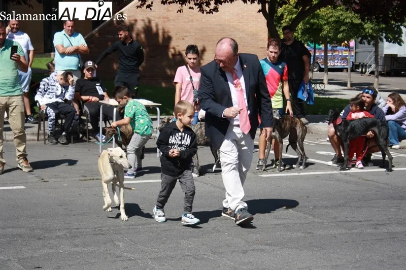 El I Concurso Morfológico de galgo español 'Ciudad de Peñaranda' tenía lugar este domingo de ferias