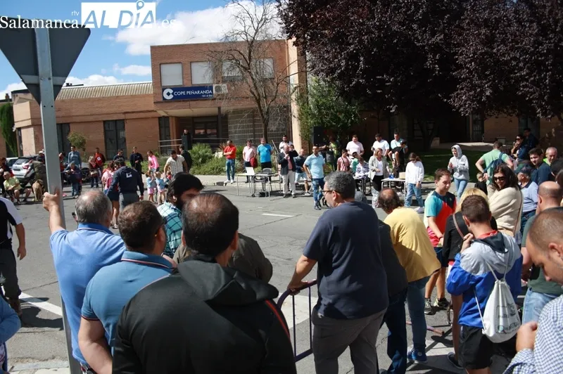 El I Concurso Morfológico de galgo español 'Ciudad de Peñaranda' tenía lugar este domingo de ferias