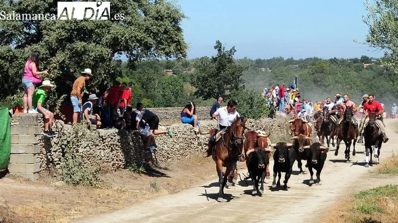 Foto 10 - Numeroso p&uacute;blico disfruta de un bonito primer encierro a caballo de las fiestas de Lumbrales