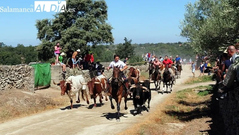 Foto 9 - Numeroso p&uacute;blico disfruta de un bonito primer encierro a caballo de las fiestas de Lumbrales