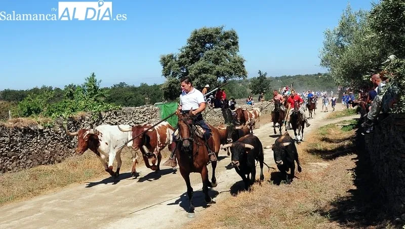 Foto 8 - Numeroso p&uacute;blico disfruta de un bonito primer encierro a caballo de las fiestas de Lumbrales