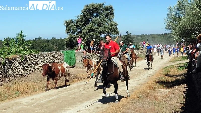 Foto 7 - Numeroso p&uacute;blico disfruta de un bonito primer encierro a caballo de las fiestas de Lumbrales