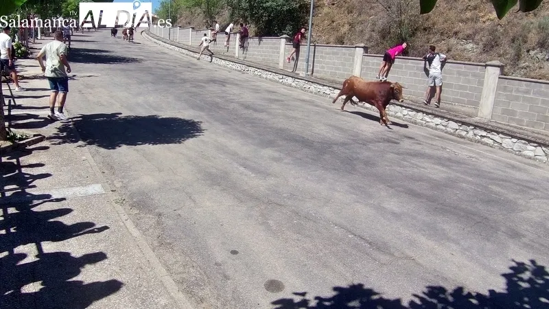 Segundo encierro de las fiestas de Saucelle, en esta ocasión con novillos de Lorenzo 'Espioja' / CORRAL