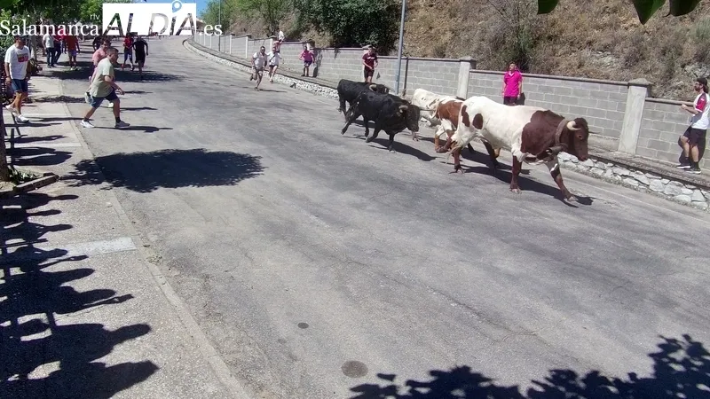 Segundo encierro de las fiestas de Saucelle, en esta ocasión con novillos de Lorenzo 'Espioja' / CORRAL