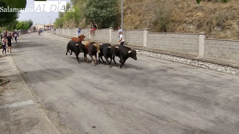 Primer encierro de las fiestas de Saucelle con bonitos novillos de Charro del Llen / CORRAL