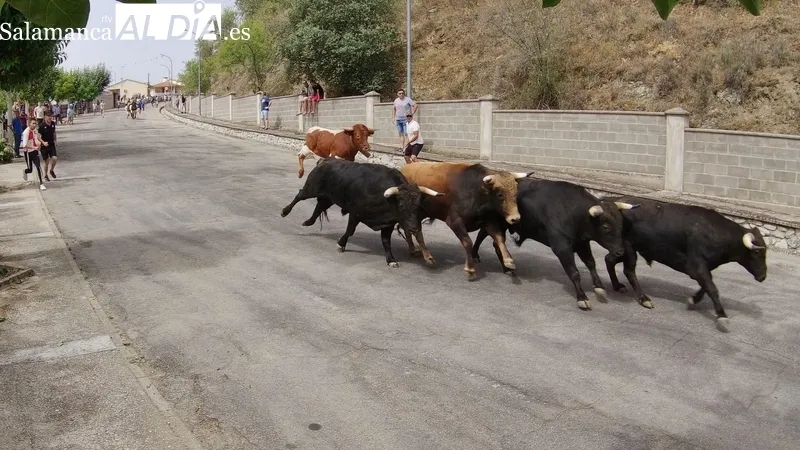 Primer encierro de las fiestas de Saucelle con bonitos novillos de Charro del Llen / CORRAL