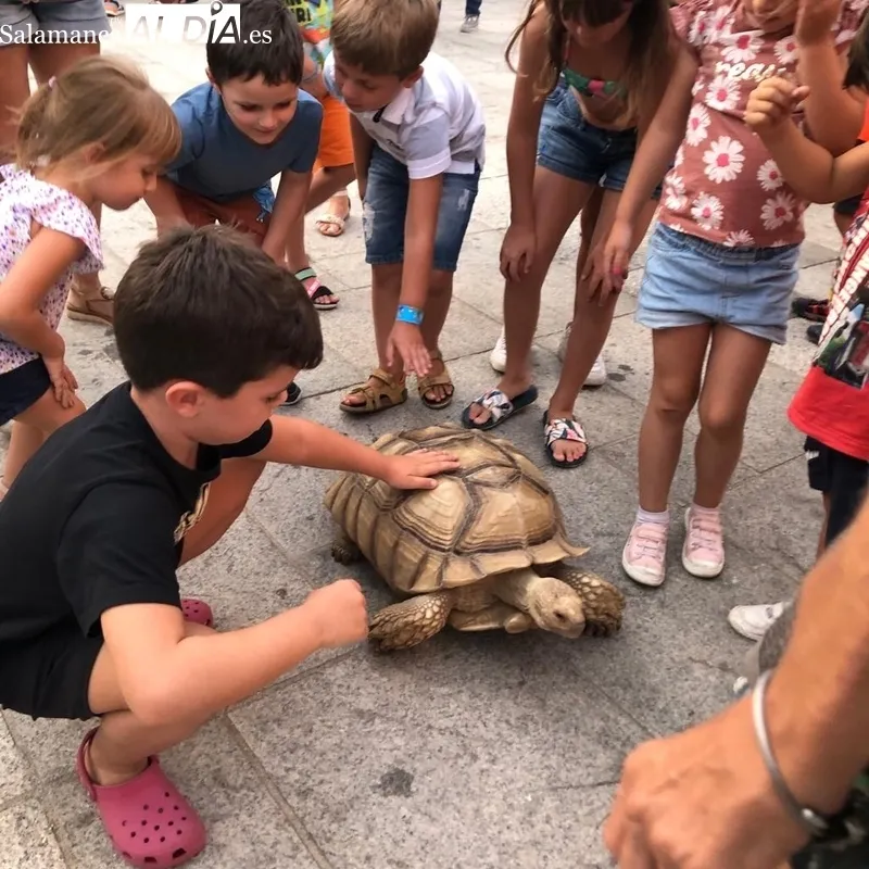 El público pudo interactuar con distintas especies de animales como serpientes, una tortuga gigante, aves y un perro lobo canadiense 