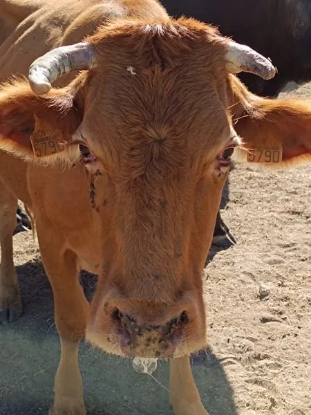 Foto 2 - Ganaderos salmantinos ante las picaduras de mosquitos que terminan con las vacas: &ldquo;Nos vamos a quedar sin ganado&rdquo;