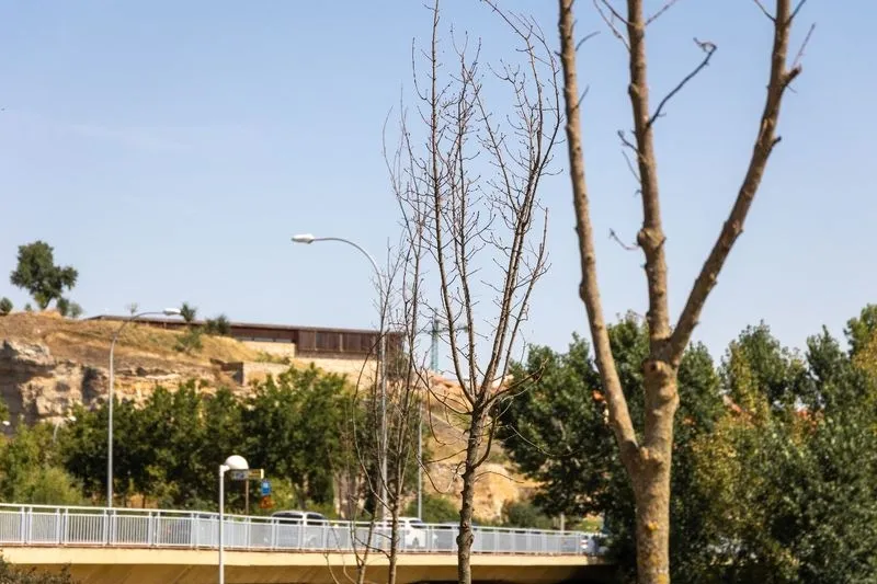 Foto 2 - El PSOE denuncia que se han secado casi medio centenar de &aacute;rboles del Parque Elio Antonio de Nebrija de Salamanca