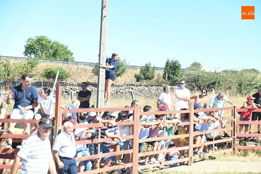 Foto 11 - El concurrido segundo encierro de Fuenteguinaldo entra con retraso y un poco m&aacute;s roto 