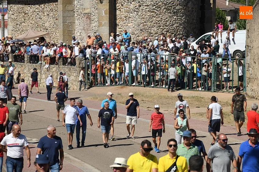 Foto 3 - El concurrido segundo encierro de Fuenteguinaldo entra con retraso y un poco m&aacute;s roto 