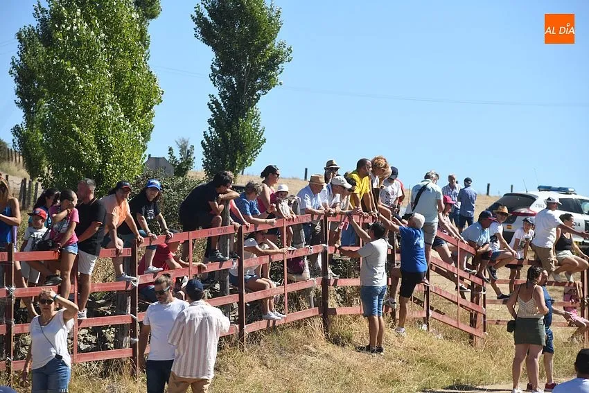 Foto 6 - El concurrido segundo encierro de Fuenteguinaldo entra con retraso y un poco m&aacute;s roto 