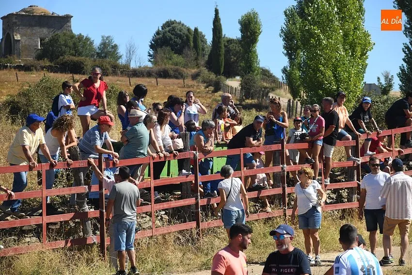 Foto 7 - El concurrido segundo encierro de Fuenteguinaldo entra con retraso y un poco m&aacute;s roto 