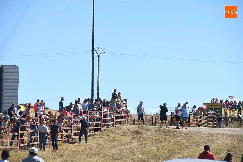Foto 8 - El concurrido segundo encierro de Fuenteguinaldo entra con retraso y un poco m&aacute;s roto 