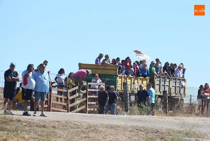 Foto 9 - El concurrido segundo encierro de Fuenteguinaldo entra con retraso y un poco m&aacute;s roto 