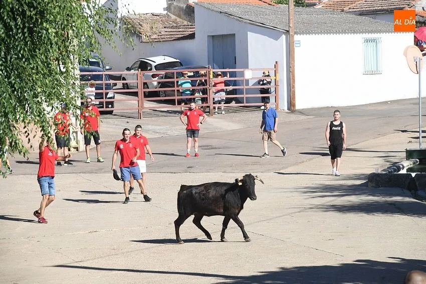 vaquillas saelices el chico