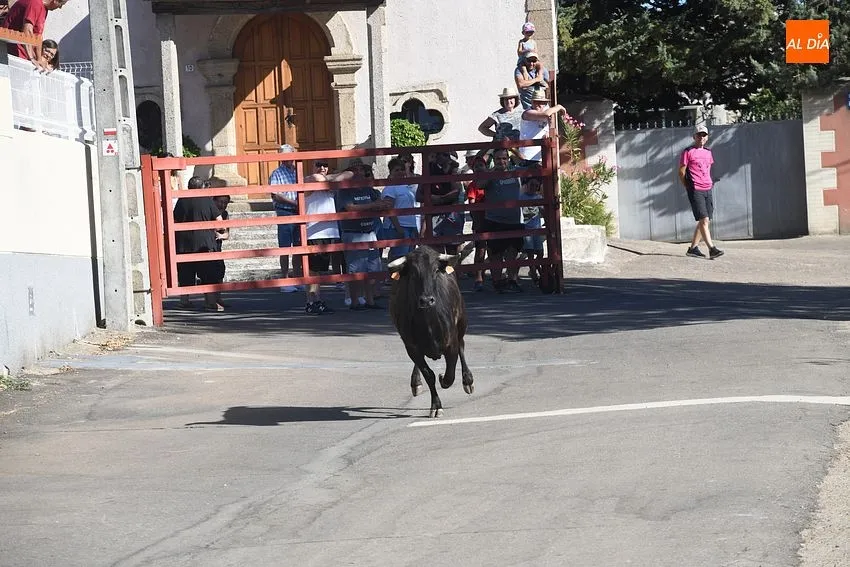 vaquillas saelices el chico