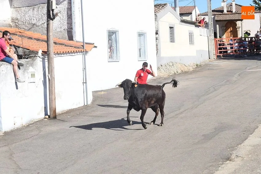vaquillas saelices el chico