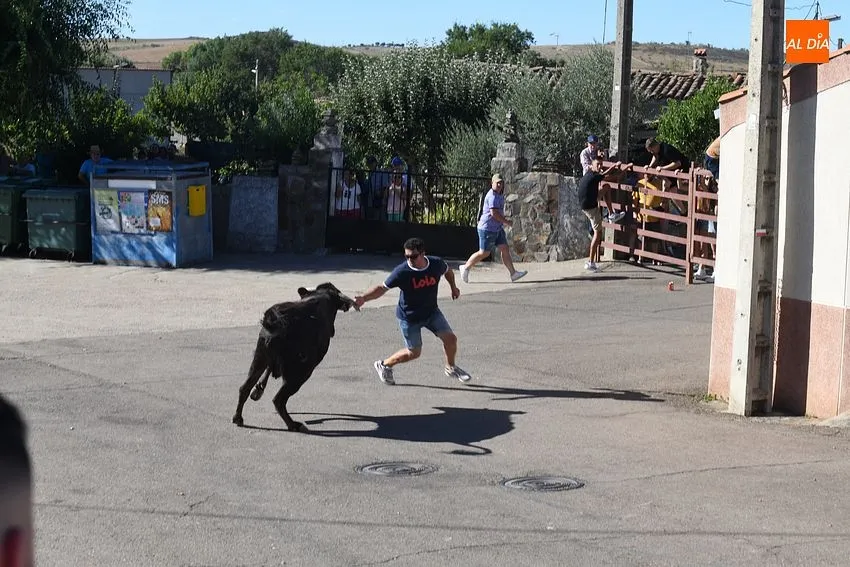 vaquillas saelices el chico