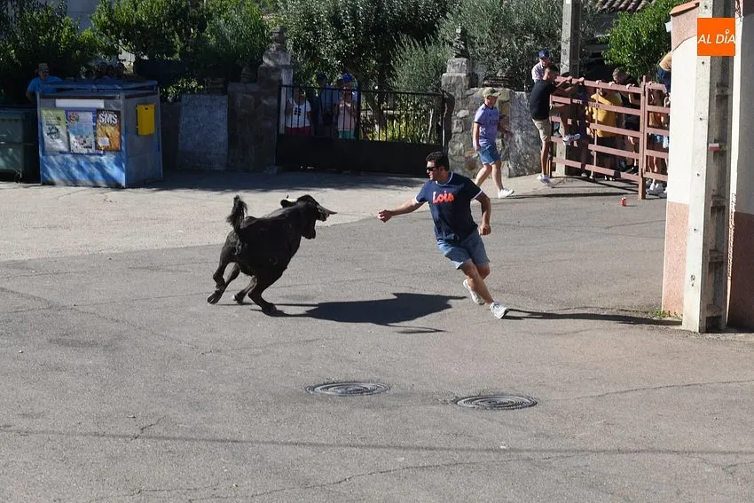 vaquillas saelices el chico