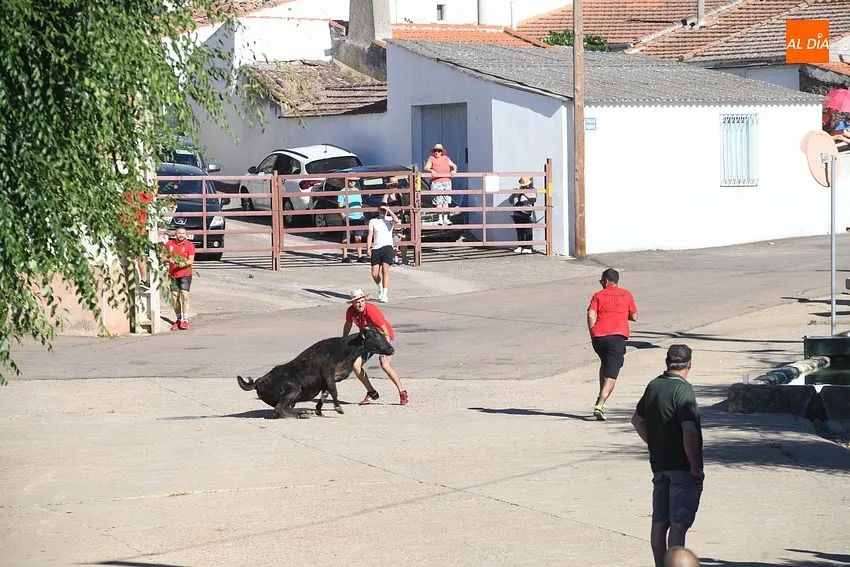 vaquillas saelices el chico
