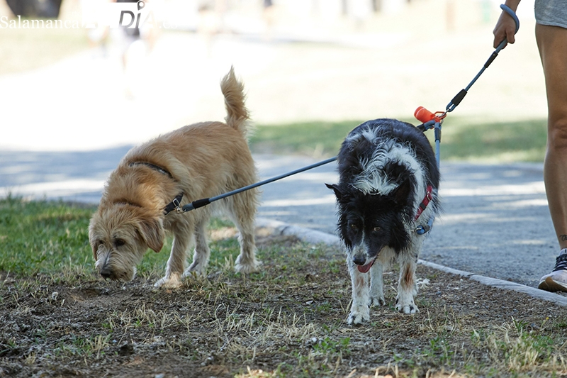 Foto 1 - Un nuevo curso de ‘dog play’ para favorecer la educación y tenencia responsable de animales de compañía