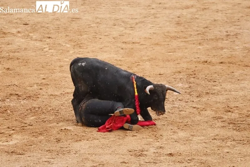 Clase práctica de la Escuela de Tauromaquia en Salamaq- Fotos: David Sañudo