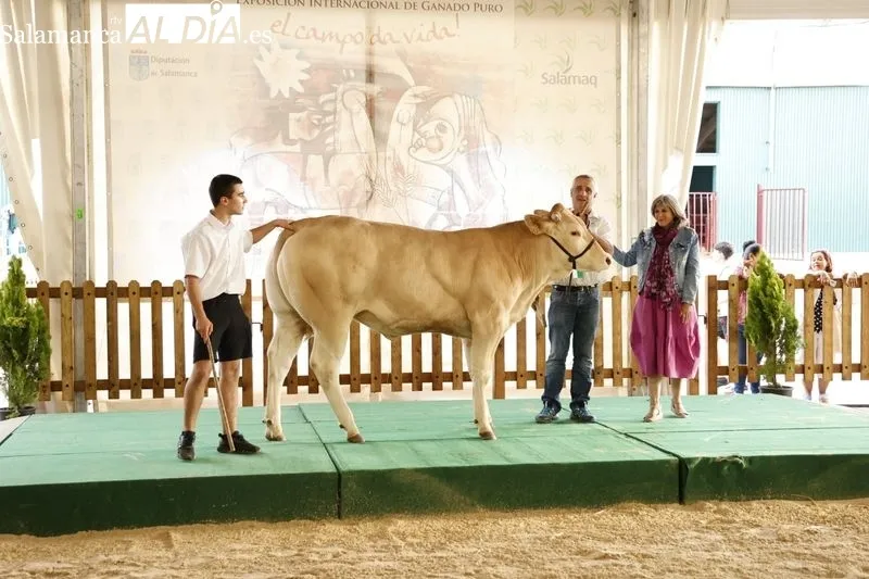 Foto 2 - Los campeones de Limusin, Charol&eacute;s y Blonda se lucen en Salamaq