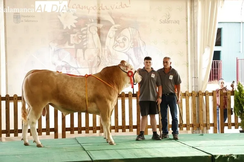 Foto 3 - Los campeones de Limusin, Charol&eacute;s y Blonda se lucen en Salamaq