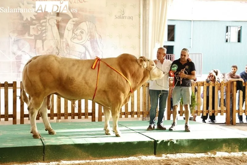 Foto 5 - Los campeones de Limusin, Charol&eacute;s y Blonda se lucen en Salamaq