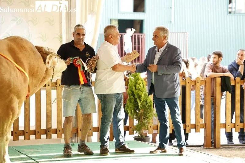Foto 6 - Los campeones de Limusin, Charol&eacute;s y Blonda se lucen en Salamaq
