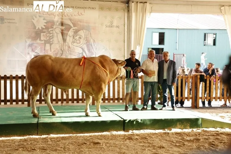 Foto 7 - Los campeones de Limusin, Charol&eacute;s y Blonda se lucen en Salamaq