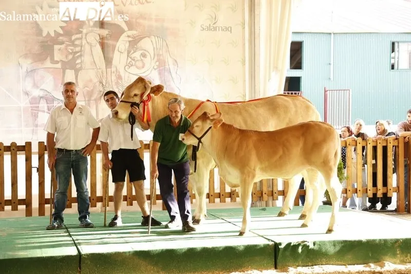 Foto 8 - Los campeones de Limusin, Charol&eacute;s y Blonda se lucen en Salamaq