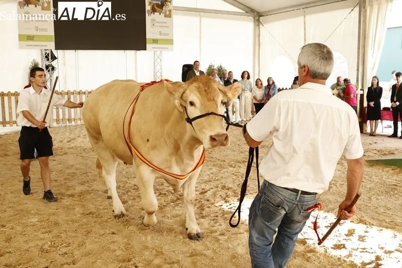 Foto 11 - Los campeones de Limusin, Charol&eacute;s y Blonda se lucen en Salamaq