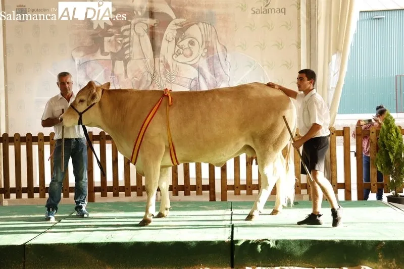 Foto 12 - Los campeones de Limusin, Charol&eacute;s y Blonda se lucen en Salamaq