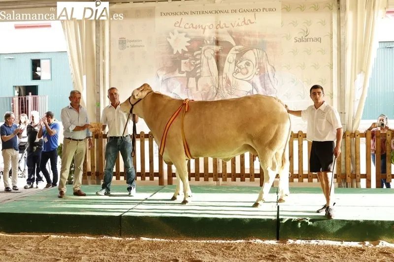 Foto 14 - Los campeones de Limusin, Charol&eacute;s y Blonda se lucen en Salamaq