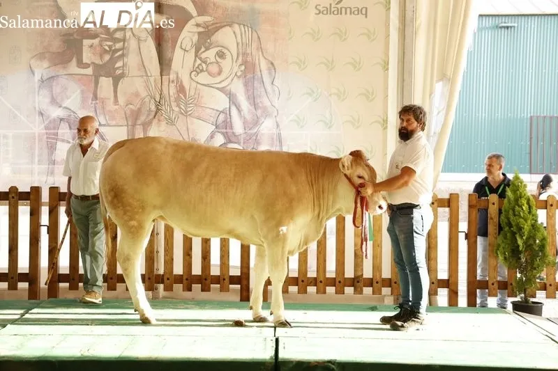 Foto 17 - Los campeones de Limusin, Charol&eacute;s y Blonda se lucen en Salamaq