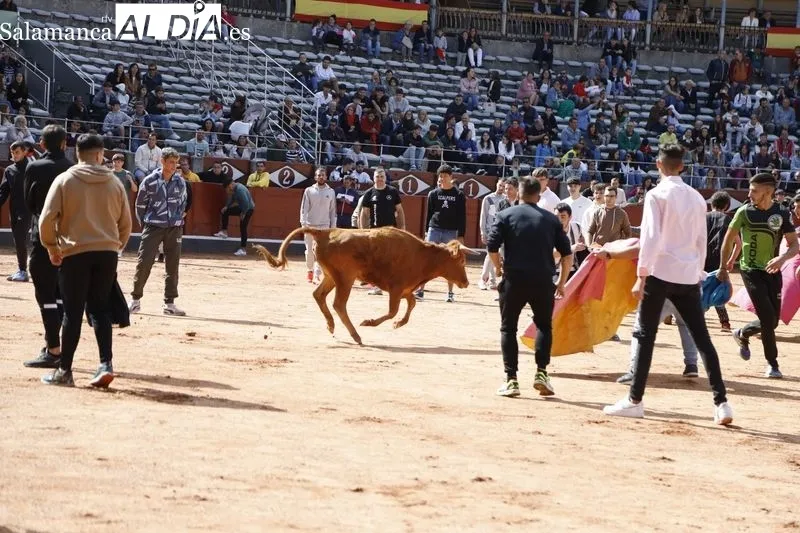 Vaquillas y sorteo de los toros del festejo de esta tarde. Fotos: Pablo Angular
