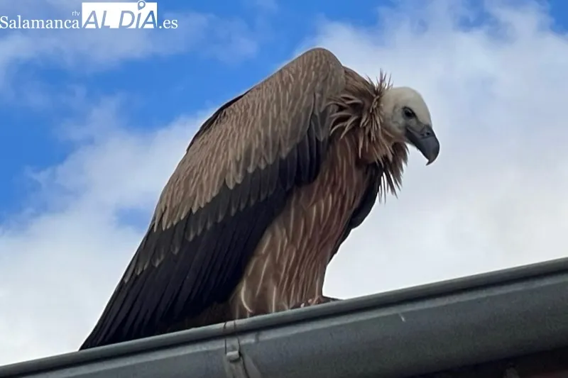 Un buitre caía sobre un tejado en la Avenida de Salamanca