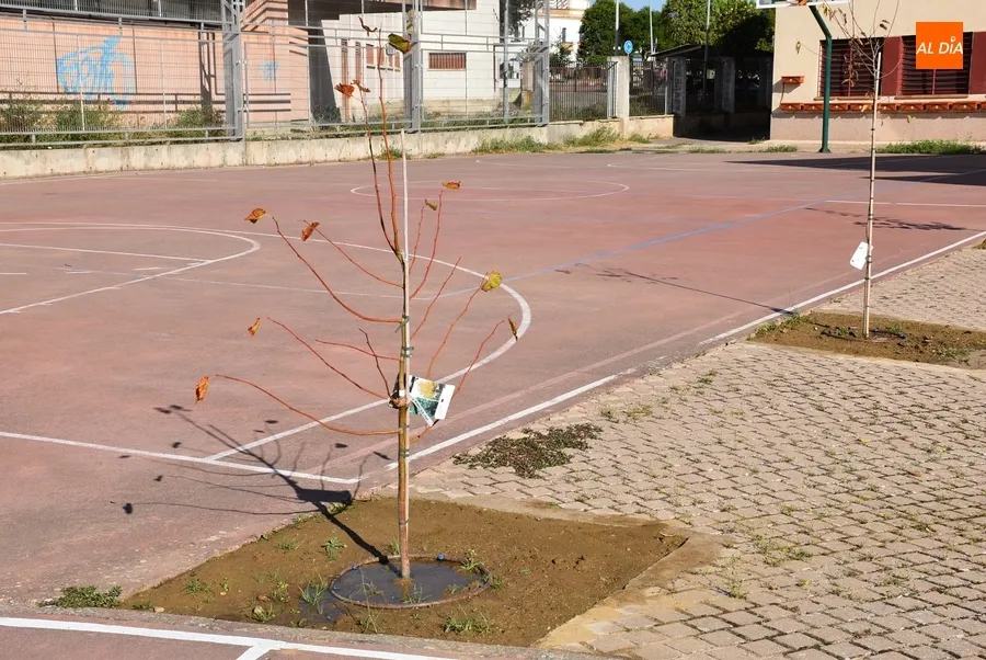 Imágenes del rocódromo y de los primeros pasos del patio renaturalizado del IES Tierra