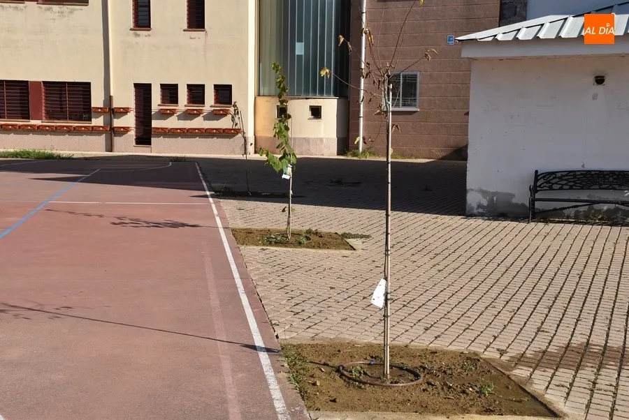 Imágenes del rocódromo y de los primeros pasos del patio renaturalizado del IES Tierra