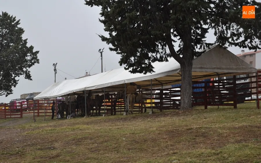 Foto 2 - La lluvia altera la jornada sabatina de la Feria del Caballo con suspensiones y cambios